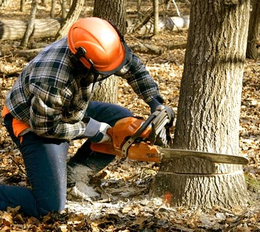 Tree Removal in Dorchester, IA